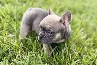 Sophie, a female French Bulldog for sale in Sturgis, MI – 7 of 10