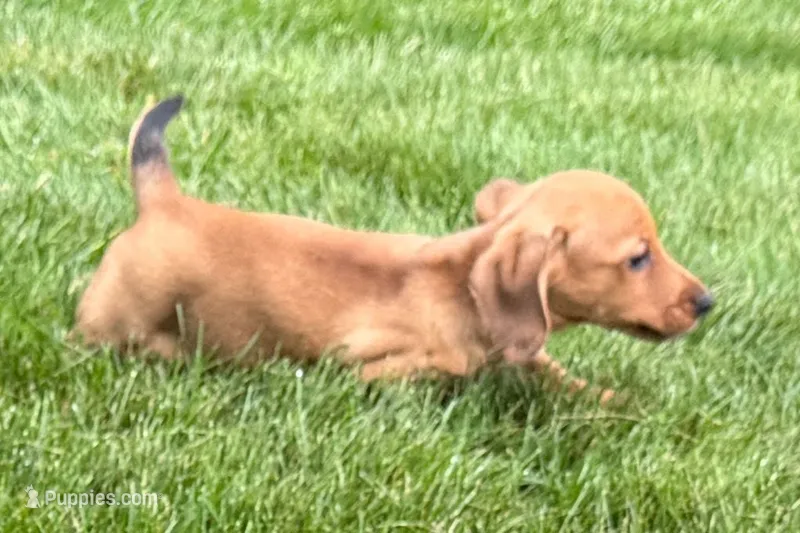 Mavey – Dachshund puppy for sale in Sturgis, MI