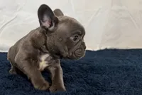 Fella, a male French Bulldog for sale in Sturgis, MI – 4 of 10