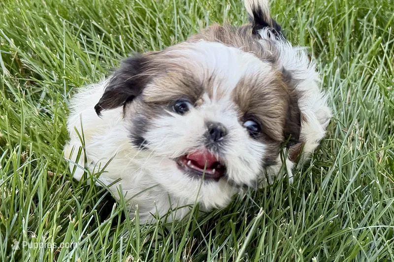 Velvet – Shih Tzu puppy for sale in Sturgis, MI