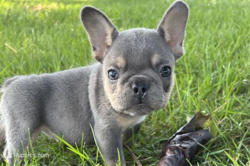 Nova – French Bulldog puppy for sale in Sturgis, MI