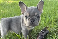 Nova, a female French Bulldog for sale in Sturgis, MI – 1 of 3