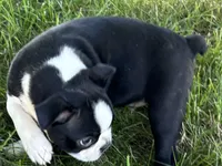 Davy, a male Boston Terrier for sale in Sturgis, MI – 2 of 6