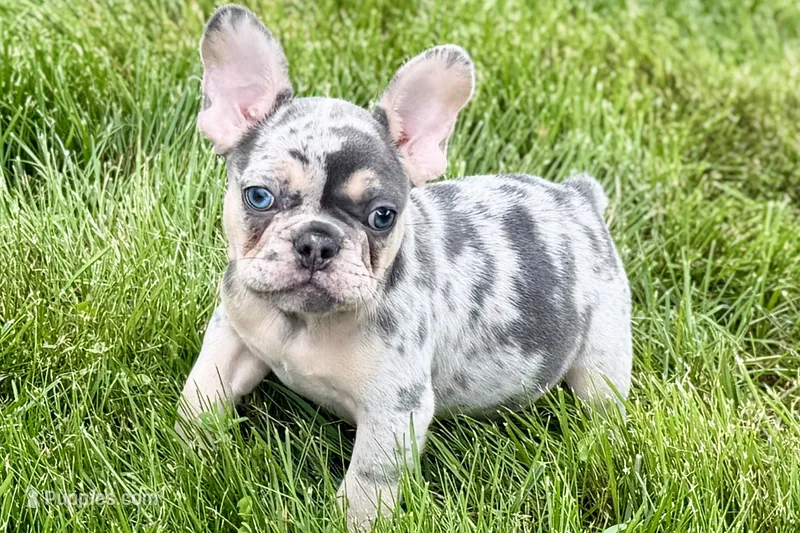 Koda – French Bulldog puppy for sale in Sturgis, MI