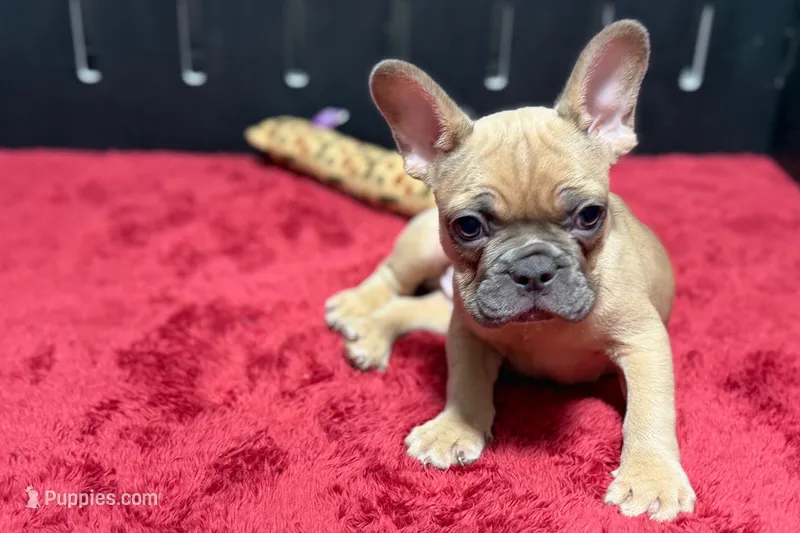 Yack – French Bulldog puppy for sale in Sturgis, MI