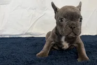 Fella, a male French Bulldog for sale in Sturgis, MI – 9 of 10