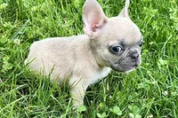 Jade, a female French Bulldog for sale in Sturgis, MI – 2 of 9