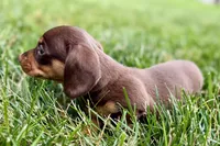 Wiggles , a female Dachshund for sale in Sturgis, MI – 4 of 7