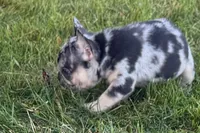 Calvin, a male French Bulldog for sale in Sturgis, MI – 4 of 10