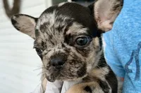 Tiny, a female French Bulldog for sale in Sturgis, MI – 6 of 10