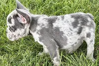 Zoey, a female French Bulldog for sale in Sturgis, MI – 9 of 10