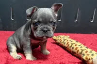 Hedie, a female French Bulldog for sale in Sturgis, MI – 3 of 10