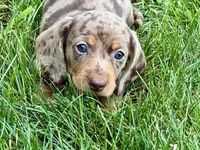 Waylon, a male Dachshund for sale in Sturgis, MI – 9 of 10
