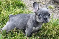 Emmy, a female French Bulldog for sale in Sturgis, MI – 3 of 8