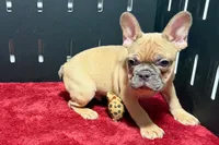 Yack, a male French Bulldog for sale in Sturgis, MI – 5 of 10