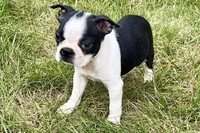 Nova, a female Boston Terrier for sale in Sturgis, MI – 5 of 9