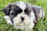 Vada, a female Shih Tzu for sale in Sturgis, MI – 1 of 10