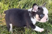Clark, a male French Bulldog for sale in Sturgis, MI – 4 of 10