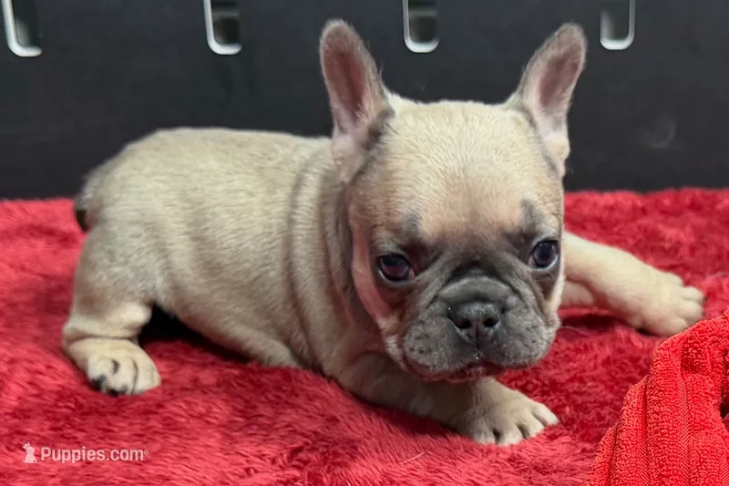 Wendy – French Bulldog puppy for sale in Sturgis, MI