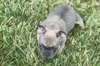 Star, a female French Bulldog for sale in Sturgis, MI – 8 of 10