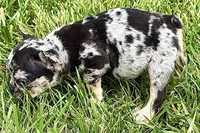 Tiny, a female French Bulldog for sale in Sturgis, MI – 8 of 10
