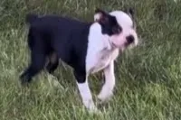 Nyla, a female Boston Terrier for sale in Sturgis, MI – 2 of 4