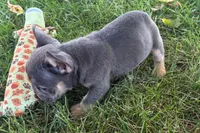 Noah, a male French Bulldog for sale in Sturgis, MI – 5 of 10