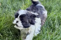 Vada, a female Shih Tzu for sale in Sturgis, MI – 7 of 10