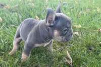Noah, a male French Bulldog for sale in Sturgis, MI – 9 of 10