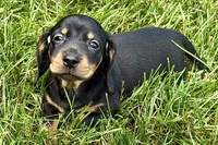 Winston, a male Dachshund for sale in Sturgis, MI – 6 of 10