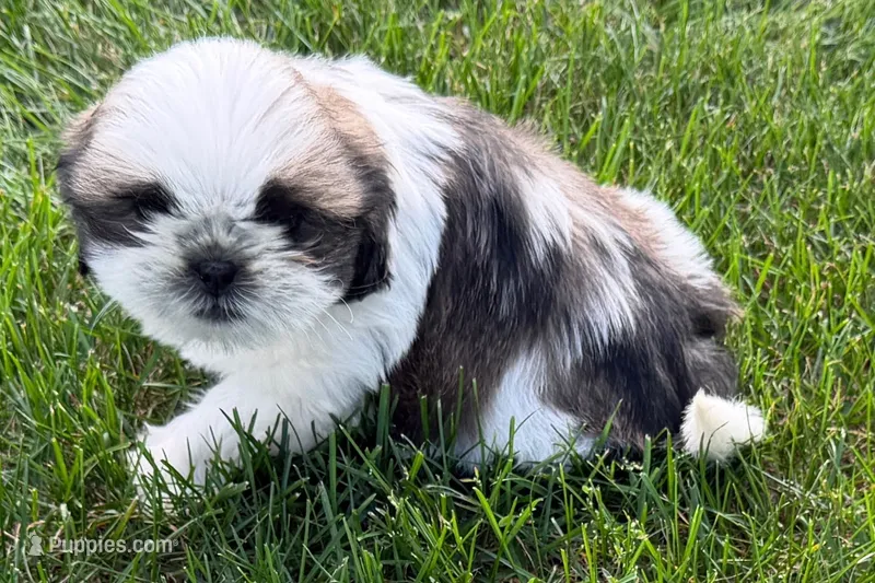 Guy – Shih Tzu puppy for sale in Sturgis, MI