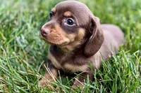 Wiggles , a female Dachshund for sale in Sturgis, MI – 7 of 7