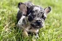Tiny, a female French Bulldog for sale in Sturgis, MI – 2 of 10