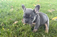 Noah, a male French Bulldog for sale in Sturgis, MI – 6 of 10
