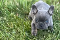 Alan, a male French Bulldog for sale in Sturgis, MI – 7 of 10