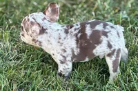 Alvin, a male French Bulldog for sale in Sturgis, MI – 5 of 9