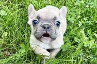 Jade, a female French Bulldog for sale in Sturgis, MI – 6 of 9