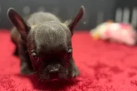 Dawn, a female French Bulldog for sale in Sturgis, MI – 8 of 9
