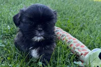 Girlie, a female Shih Tzu for sale in Sturgis, MI – 4 of 7