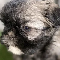Pamela, a female Shih Tzu for sale in Sturgis, MI – Photo 3 of 10