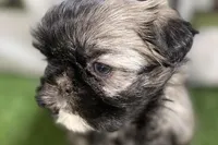 Pamela, a female Shih Tzu for sale in Sturgis, MI – Photo 3 of 10