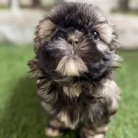 Pamela, a female Shih Tzu for sale in Sturgis, MI – Photo 7 of 10