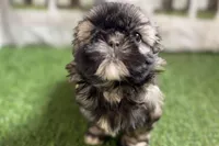 Pamela, a female Shih Tzu for sale in Sturgis, MI – Photo 7 of 10