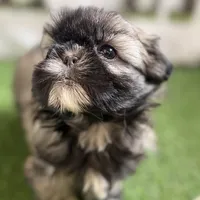 Pamela, a female Shih Tzu for sale in Sturgis, MI – Photo 8 of 10