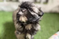 Pamela, a female Shih Tzu for sale in Sturgis, MI – Photo 8 of 10