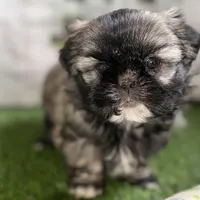 Pamela, a female Shih Tzu for sale in Sturgis, MI – Photo 4 of 10