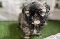 Pamela, a female Shih Tzu for sale in Sturgis, MI – Photo 4 of 10