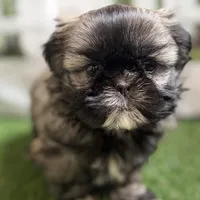 Pamela, a female Shih Tzu for sale in Sturgis, MI – Photo 1 of 10