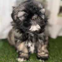 Pamela, a female Shih Tzu for sale in Sturgis, MI – Photo 5 of 10