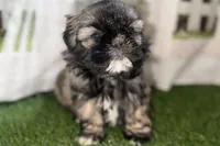 Pamela, a female Shih Tzu for sale in Sturgis, MI – Photo 5 of 10